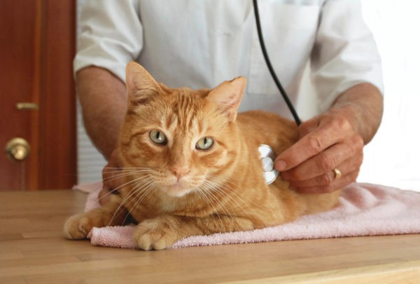 Симптомы панкреатита у кошек