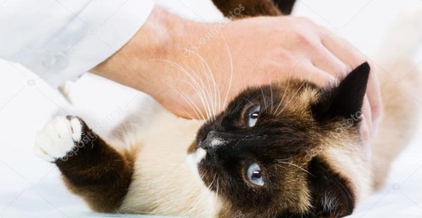 Как лечить глубокие раны у кота?