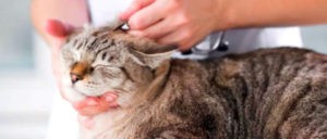 Если у кота перелом лапки что делать. Смотреть фото Если у кота перелом лапки что делать. Смотреть картинку Если у кота перелом лапки что делать. Картинка про Если у кота перелом лапки что делать. Фото Если у кота перелом лапки что делать
