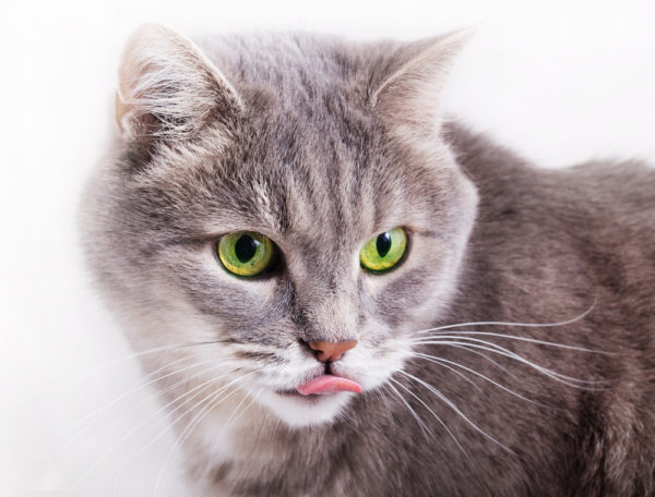 Заболевания, при которых у кошек наблюдается высовывание кончика языка