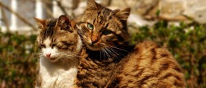 можно ли стерилизовать кошку когда она загуляла. Смотреть фото можно ли стерилизовать кошку когда она загуляла. Смотреть картинку можно ли стерилизовать кошку когда она загуляла. Картинка про можно ли стерилизовать кошку когда она загуляла. Фото можно ли стерилизовать кошку когда она загуляла можно ли стерилизовать кошку когда она загуляла. Смотреть фото можно ли стерилизовать кошку когда она загуляла. Смотреть картинку можно ли стерилизовать кошку когда она загуляла. Картинка про можно ли стерилизовать кошку когда она загуляла. Фото можно ли стерилизовать кошку когда она загуляла