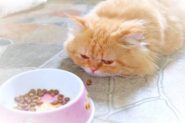 кошка плохо ест