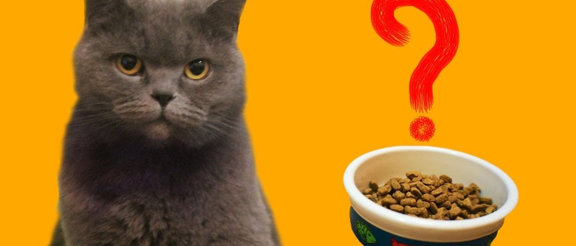 Кошка не ест