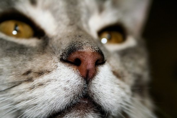 Кошка сопит носом: причины