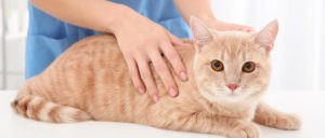 Чем можно кормить кота при мочекаменной болезни кроме корма в домашних условиях. Смотреть фото Чем можно кормить кота при мочекаменной болезни кроме корма в домашних условиях. Смотреть картинку Чем можно кормить кота при мочекаменной болезни кроме корма в домашних условиях. Картинка про Чем можно кормить кота при мочекаменной болезни кроме корма в домашних условиях. Фото Чем можно кормить кота при мочекаменной болезни кроме корма в домашних условиях