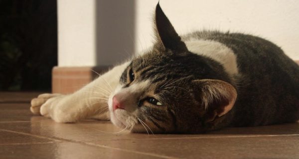 Пиперазин для кошек: дозировка, как действует, показания и противопоказания, инструкция по применению