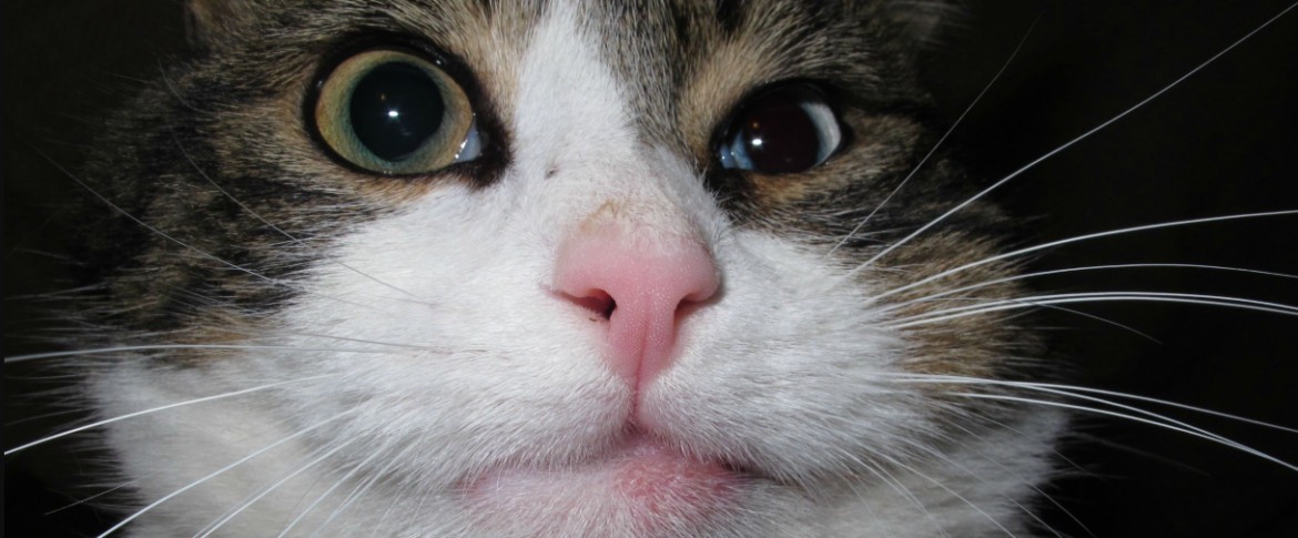 Из-за чего у кошки может раздуть щеку: причины опухлости и отеков на морде под глазом
