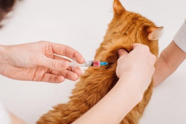 Вакцинация кота
