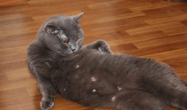 У беременных кошек выпадает шерсть вокруг сосков.