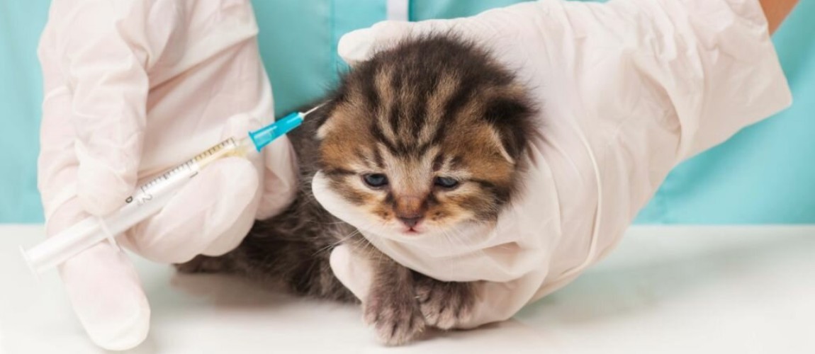 Отек после прививки у котенка Отек после прививки у котенка thumbnail
