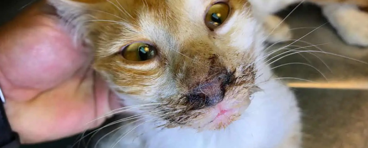 У кота насморк с гноем thumbnail