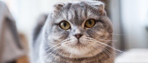 Чем можно кормить шотландского котенка. Смотреть фото Чем можно кормить шотландского котенка. Смотреть картинку Чем можно кормить шотландского котенка. Картинка про Чем можно кормить шотландского котенка. Фото Чем можно кормить шотландского котенка