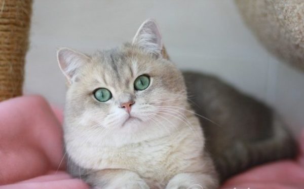 Окрасы шотландских кошек: описание, особенности, редкие расцветки вислоухих