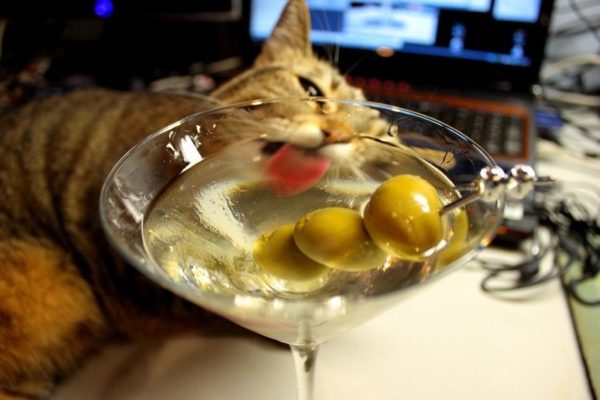 Почему коты любят оливки и маслины