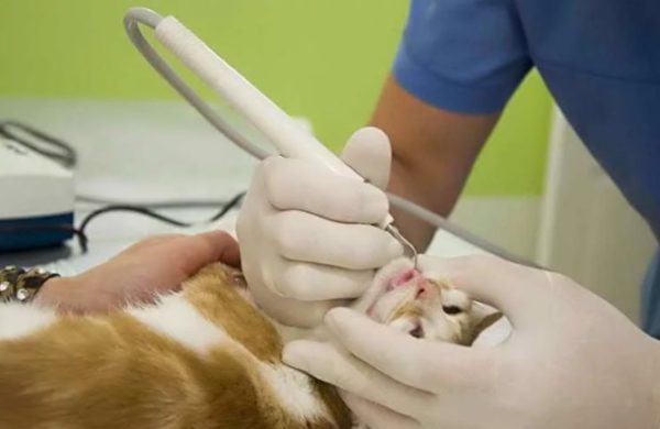 Гигиена зубов кошки: удаление налета и твердого каменя