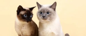 Что значит табби окрас. Смотреть фото Что значит табби окрас. Смотреть картинку Что значит табби окрас. Картинка про Что значит табби окрас. Фото Что значит табби окрас