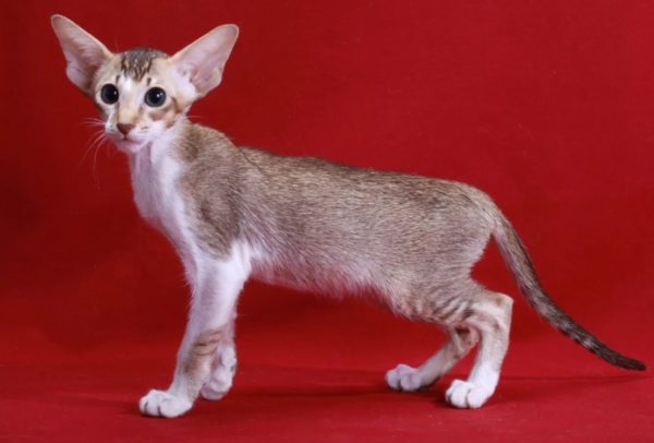 Сейшельская кошка