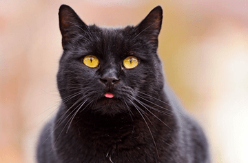 Клички для черных котов прикольные