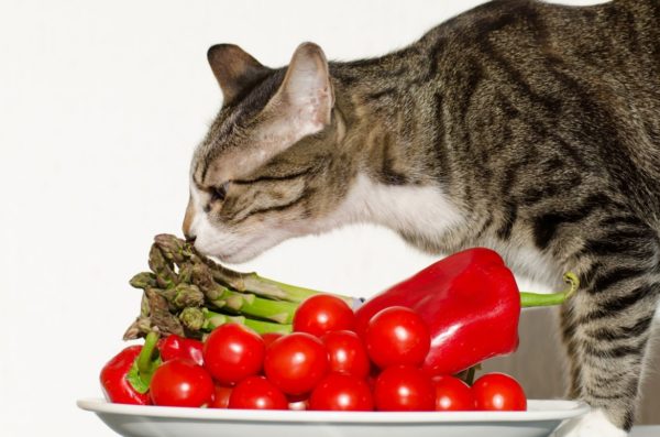 Чем нельзя кормить кошек