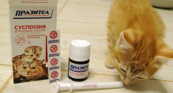 Глисты у котят: лечение и препараты