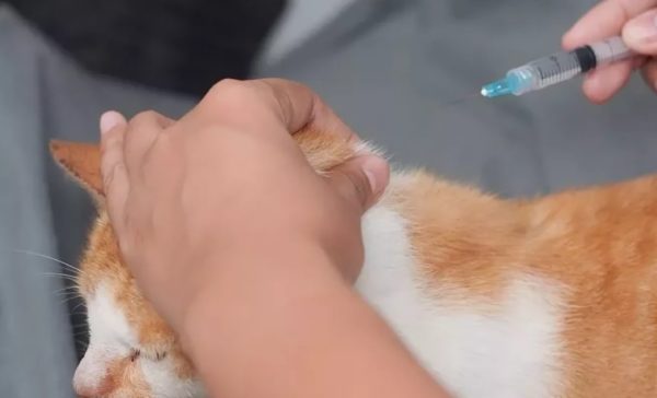 лечение диабета у кошек