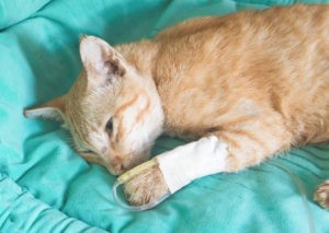 кошачий спид что это. Смотреть фото кошачий спид что это. Смотреть картинку кошачий спид что это. Картинка про кошачий спид что это. Фото кошачий спид что это