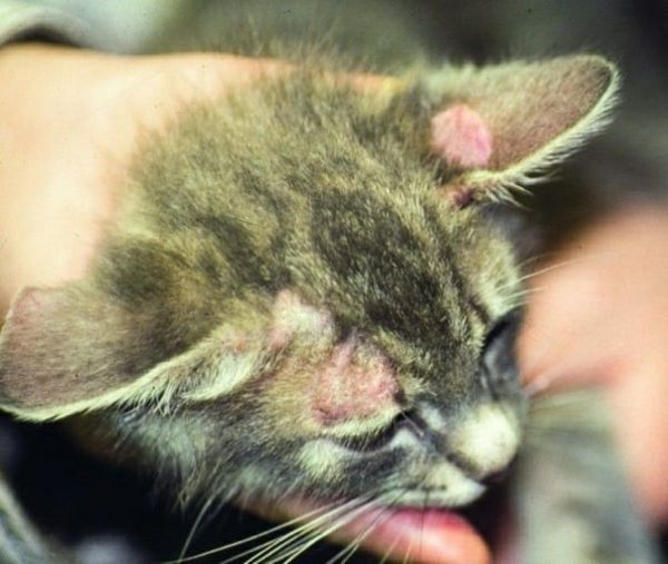дерматомикоз у кошки