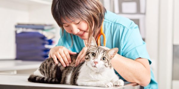 Лечение пиодермии у кошек