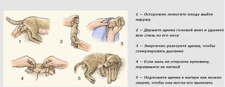 Как принять роды у собаки в домашних условиях