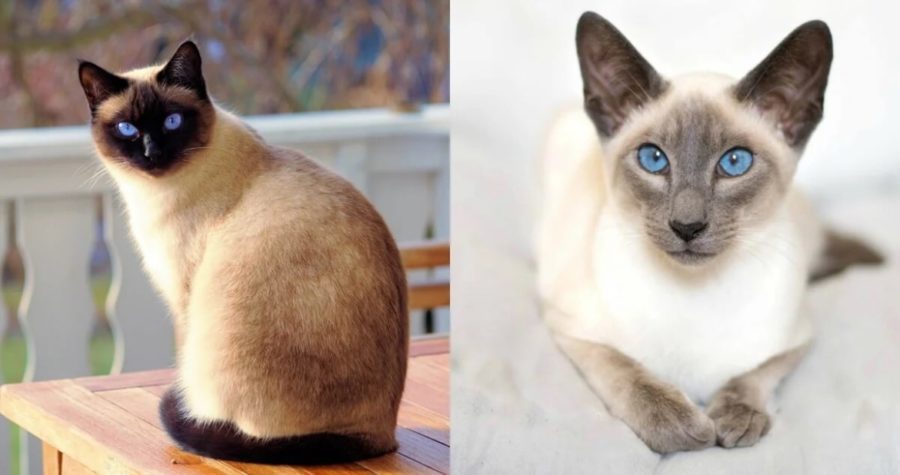 Отличия сиамской кошки от тайской