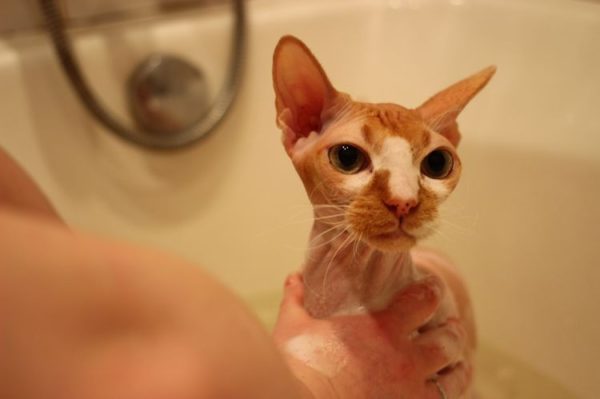 можно ли мыть кота шампунем