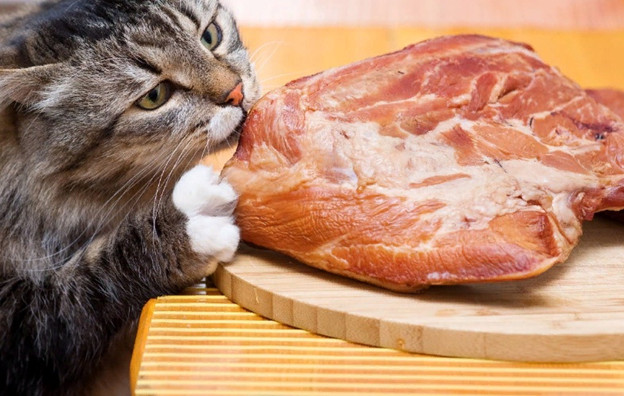Можно ли кошке сырую свинину