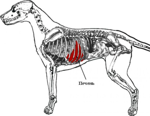 печеночная недостаточность у собак