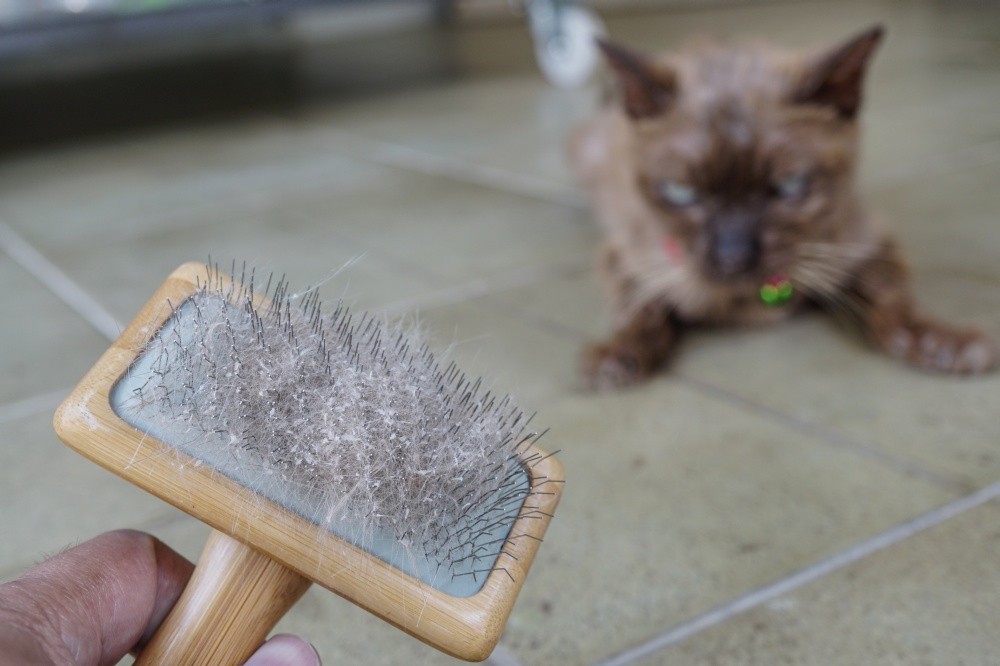 Чем чистить кошачьи волосы