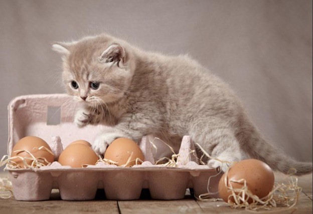 яйца котятам