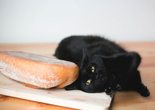 Можно ли кормить кошку хлебом?