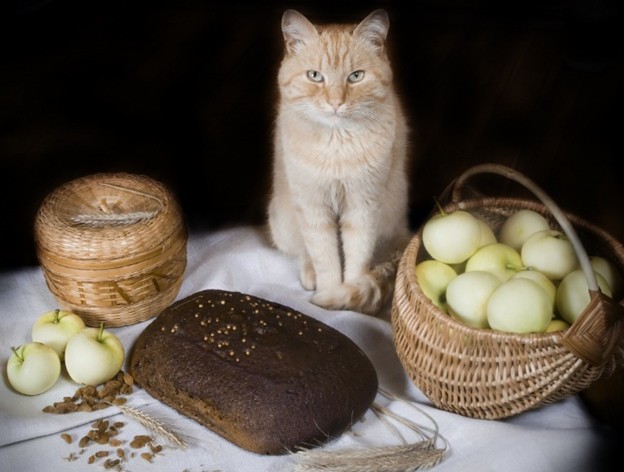 Можно ли кормить кошку хлебом?