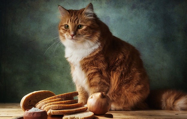Как правильно давать кошке хлеб