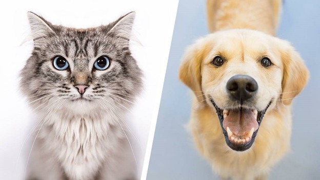 Кто лучше: собака или кошка
