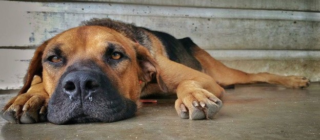 чем лечить насморк у собаки