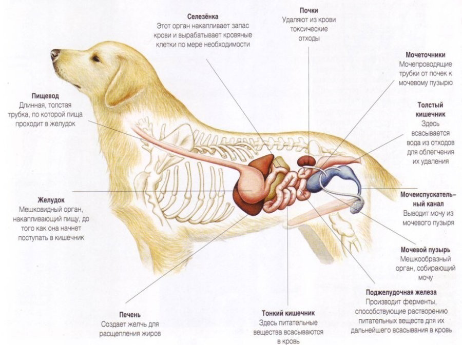 селезенка у собаки