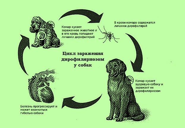 Сердечные глисты (черви) у собак