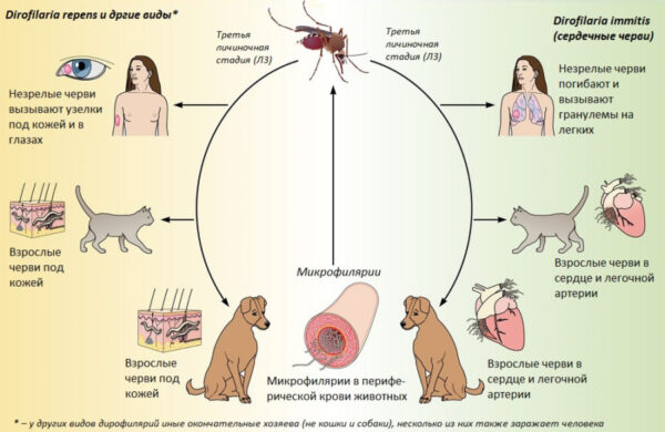дирофиляриоз у собак