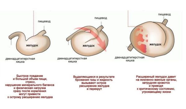 Заворот желудка у собак