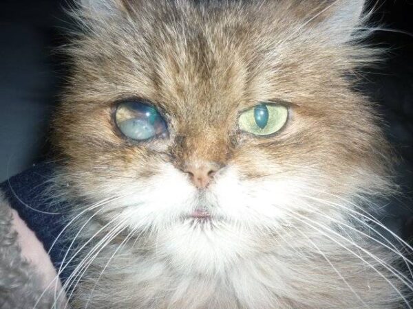 бельмо болезни глаз у кошек