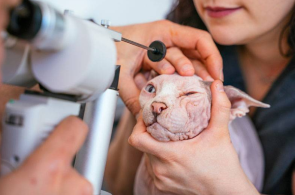 катаракта у кошек