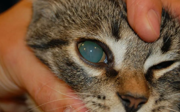катаракта у кошек