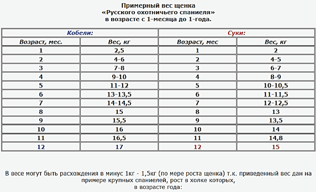 Чем кормить щенка Русского спаниеля