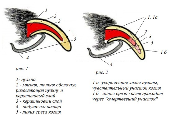 Как постричь когти собаке