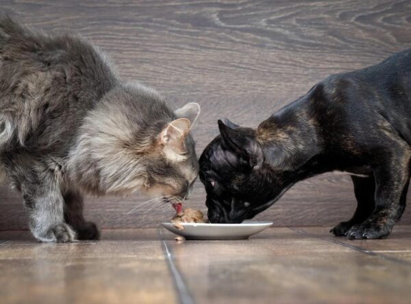 Почему кошка ест собачий корм